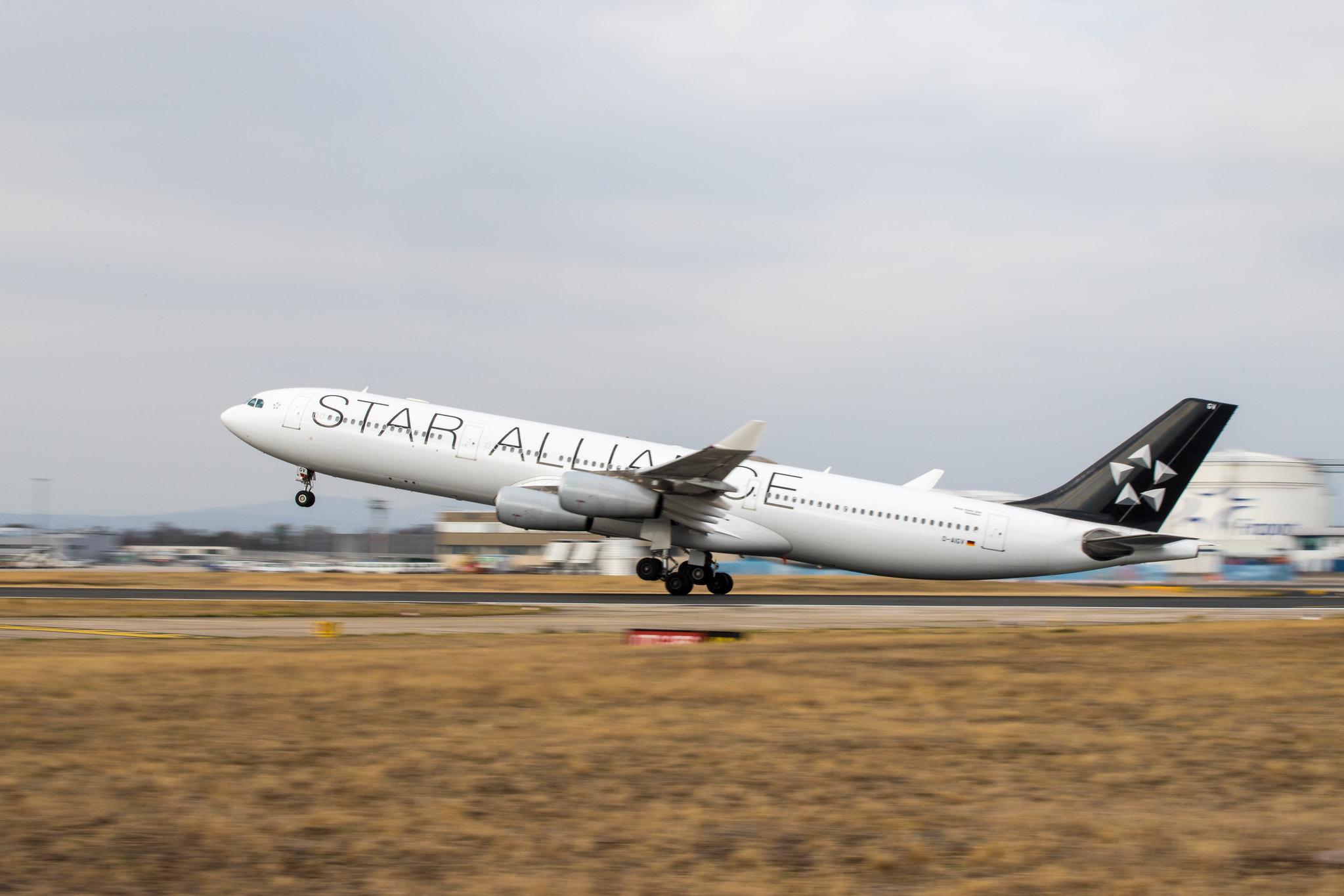 Frankfurt Airport: Lufthansa (LH / DLH) |  Livery: Star Alliance Livery |  Airbus A340-313 A343 | D-AIGV | MSN 0325