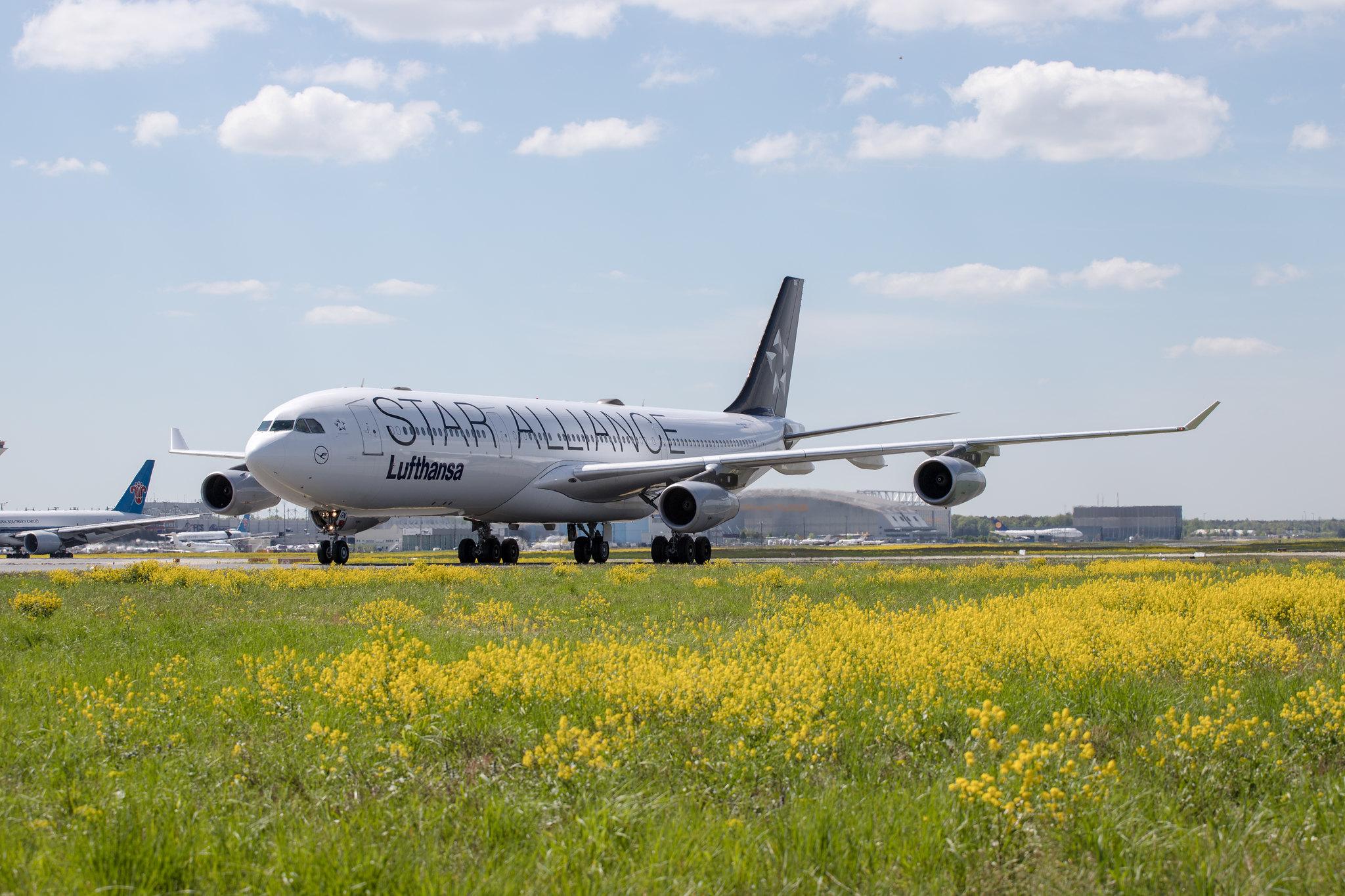 Frankfurt Airport: Lufthansa (LH / DLH) |  Livery: Star Alliance Livery |  Airbus A340-313 A343 | D-AIGN | MSN 0213