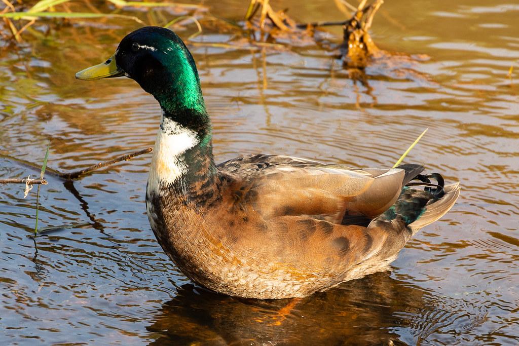 Hamburg Airport: Ente |