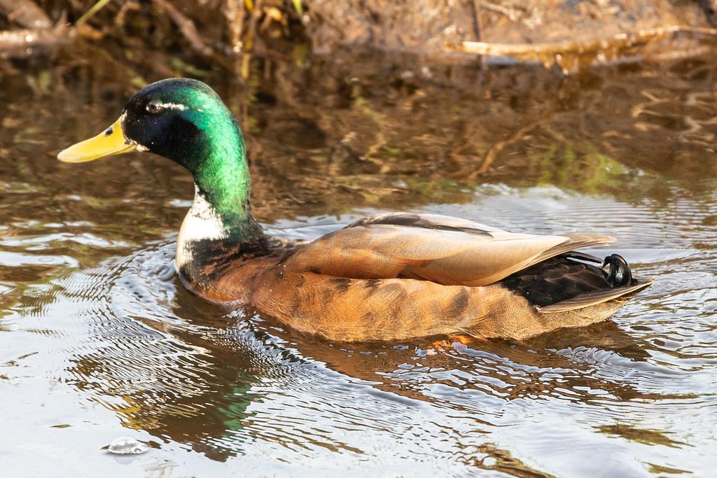 Hamburg Airport: Ente |