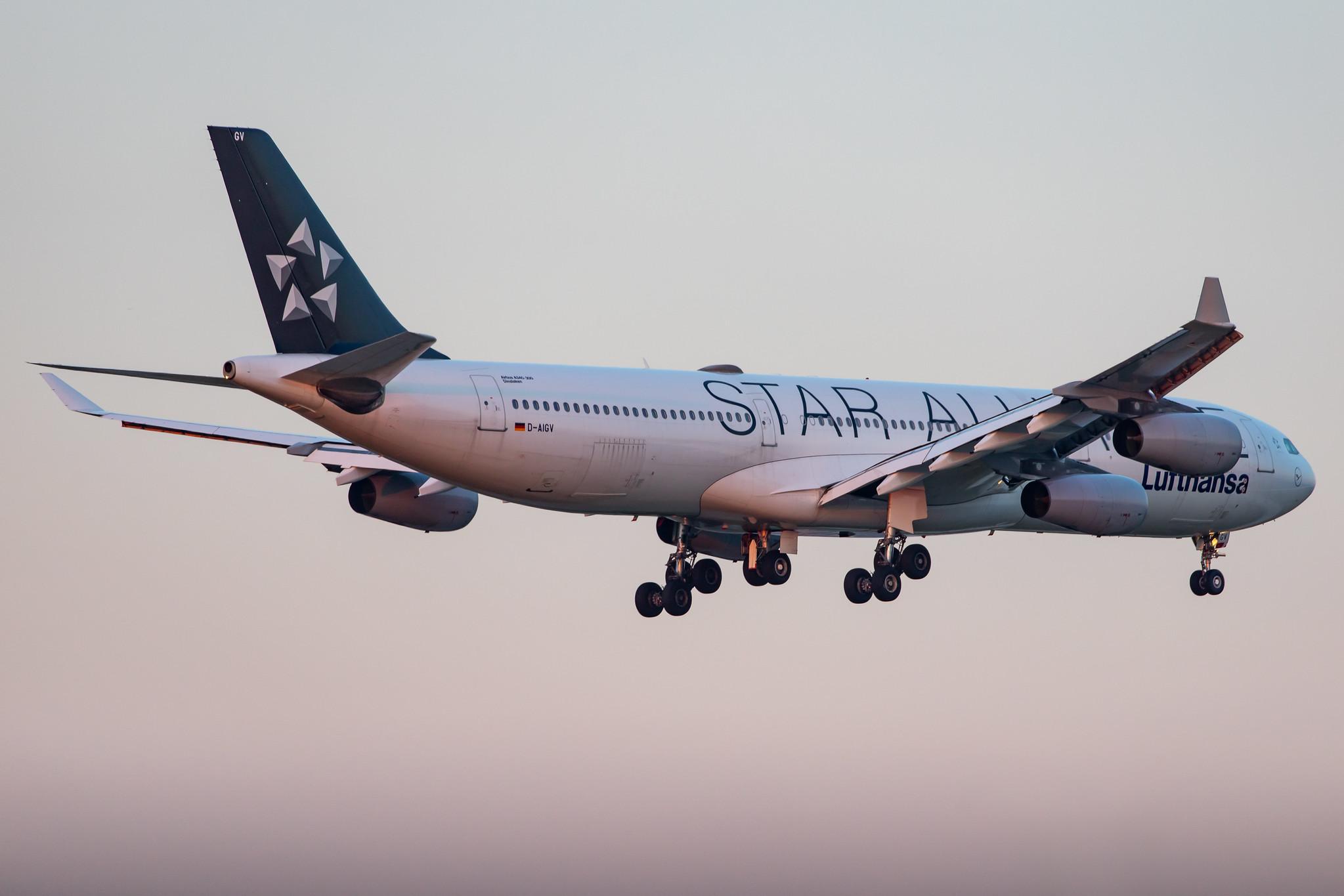 Frankfurt Airport: Lufthansa (LH / DLH) |  Livery: Star Alliance Livery |  Airbus A340-313 A343 | D-AIGV | MSN 0325