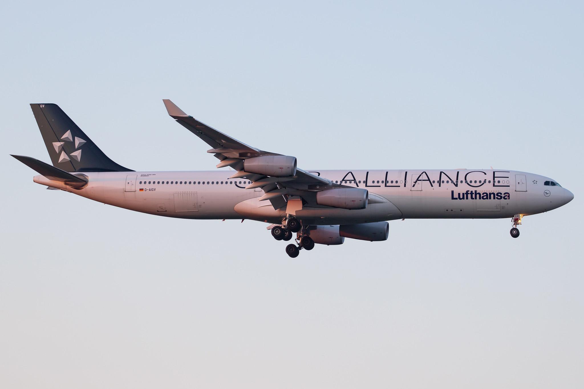 Frankfurt Airport: Lufthansa (LH / DLH) |  Livery: Star Alliance Livery |  Airbus A340-313 A343 | D-AIGV | MSN 0325