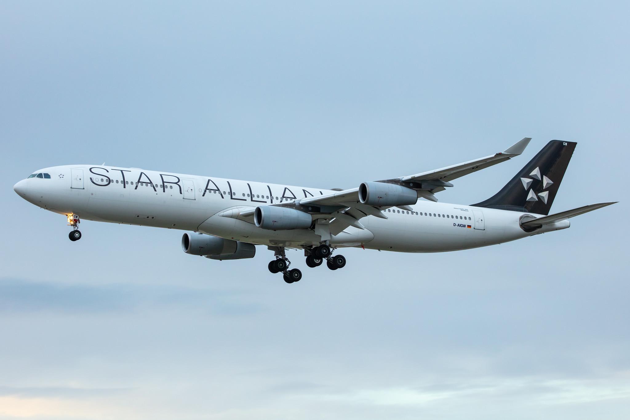 Frankfurt Airport: Lufthansa (LH / DLH) |  Livery: Star Alliance Livery |  Airbus A340-313 A343 | D-AIGW | MSN 0327