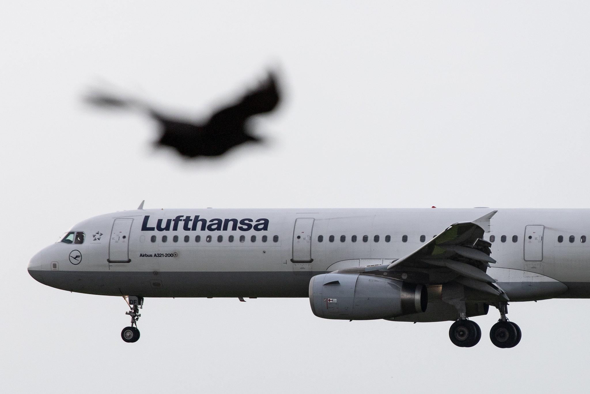 Hamburg Airport: Lufthansa (LH / DLH) |  Airbus A321-231 A321 | D-AIDF | MSN 4626
