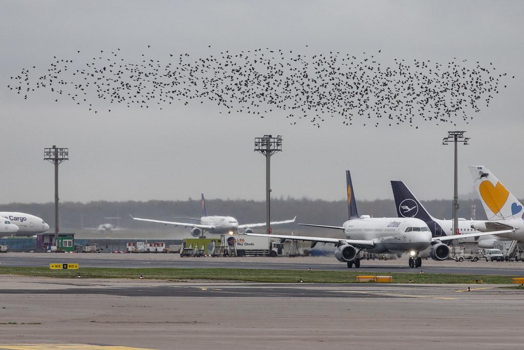 Frankfurt Airport: Vögel |
