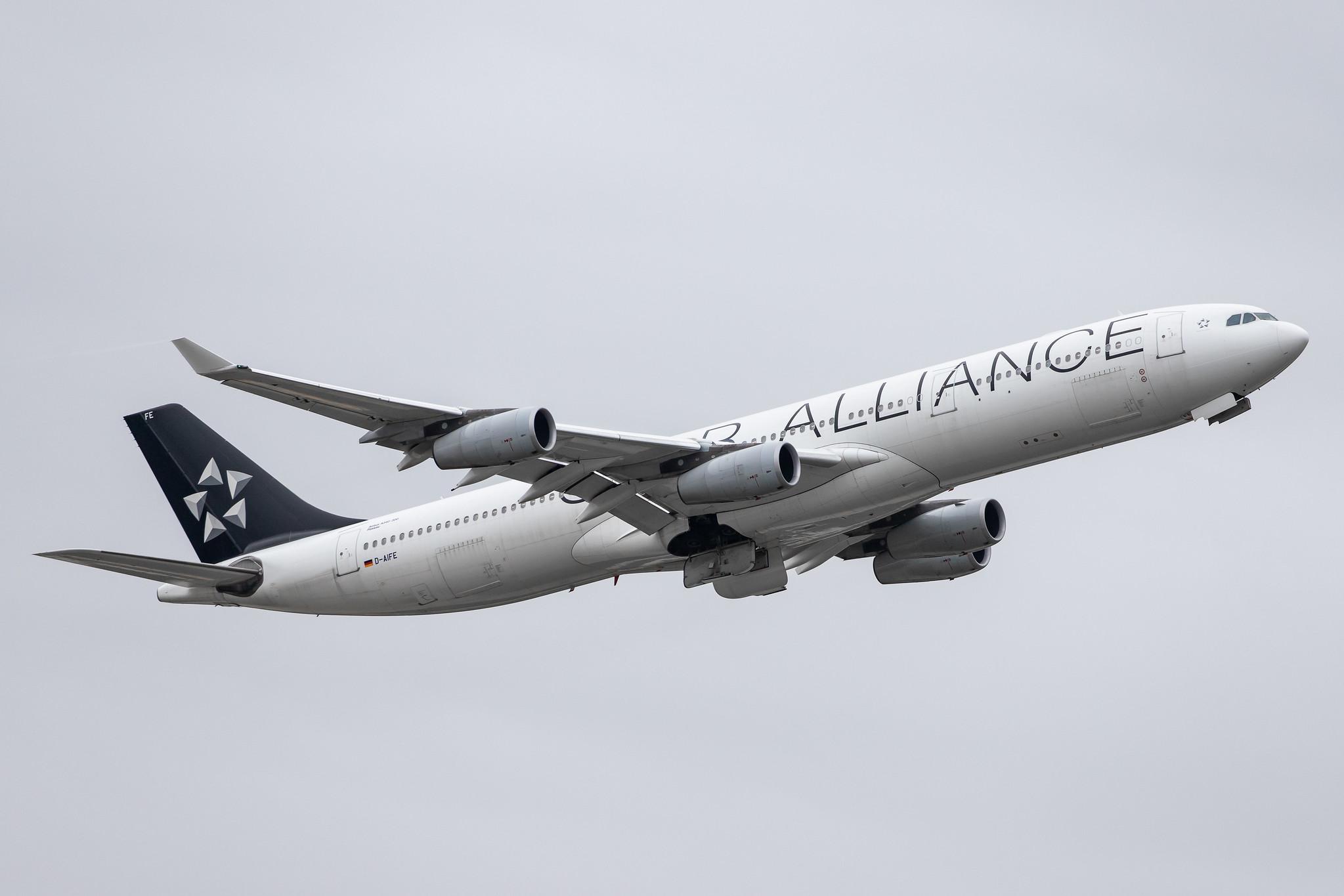 Frankfurt Airport: Lufthansa (LH / DLH) |  Livery: Star Alliance Livery |  Airbus A340-313 A343 | D-AIFE | MSN 0434