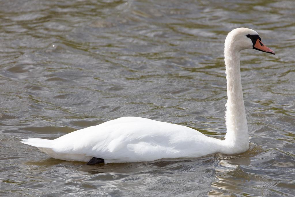 Amsterdam Airport Schiphol: Schwan |