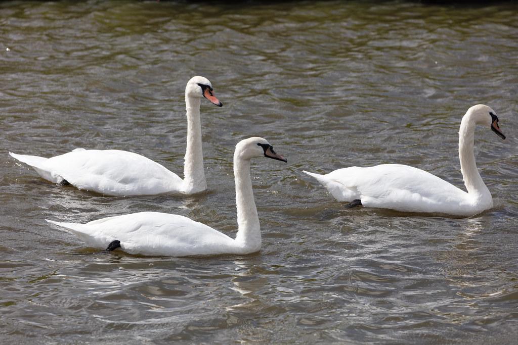 Amsterdam Airport Schiphol: Schwan |