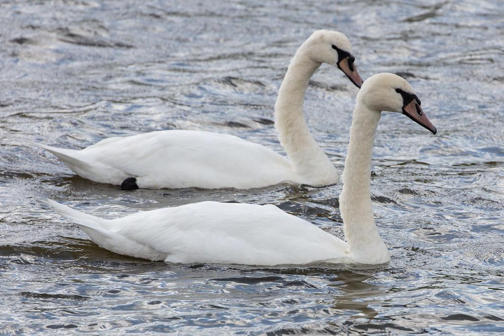 Amsterdam Airport Schiphol: Schwan |