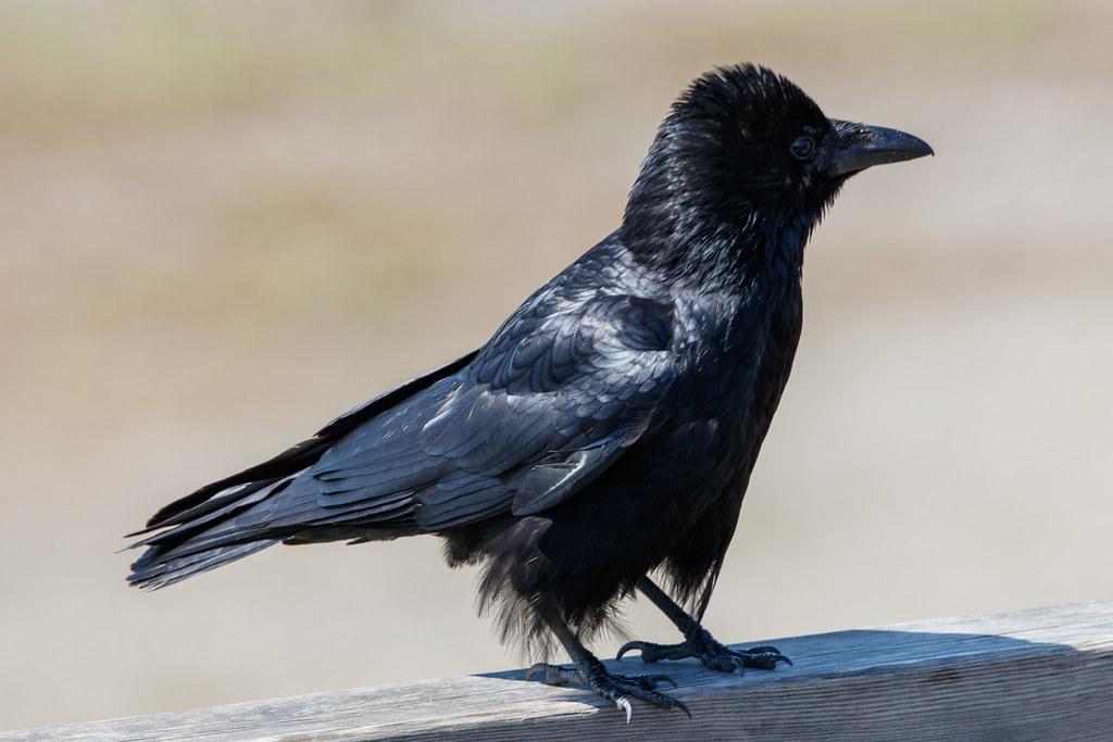 Hamburg Airport: Vogel