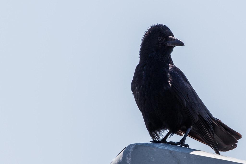 Hamburg Airport: Vogel