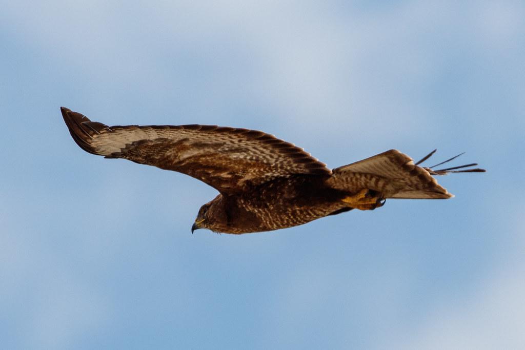 Frankfurt Airport: Vogel