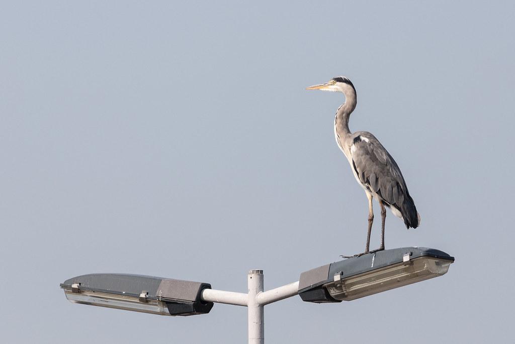 Amsterdam Schiphol: Vogel auf Laterne