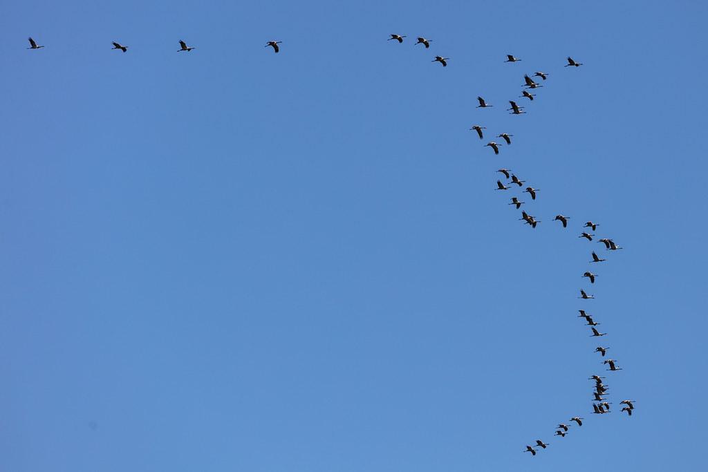 Hamburg Airport: Vogelschwarm