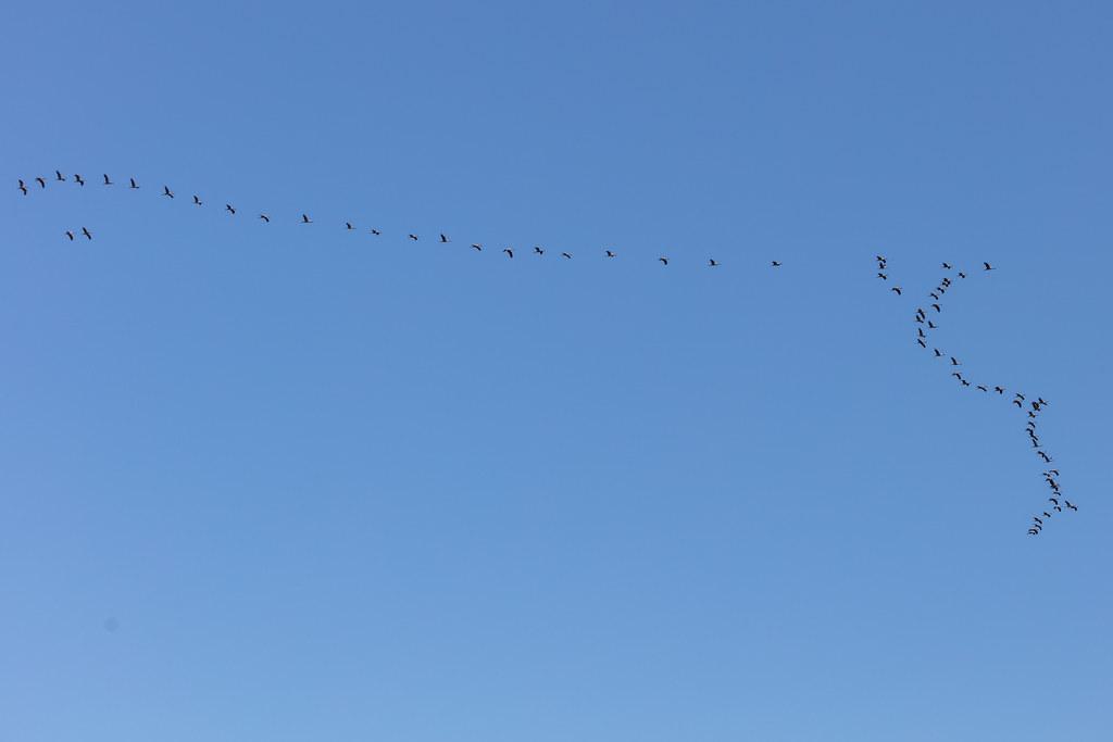 Hamburg Airport: Vogelschwarm