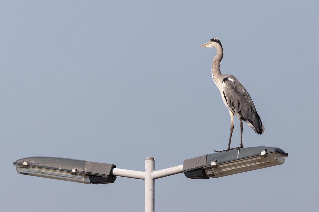 Amsterdam Schiphol: Vogel auf Laterne
