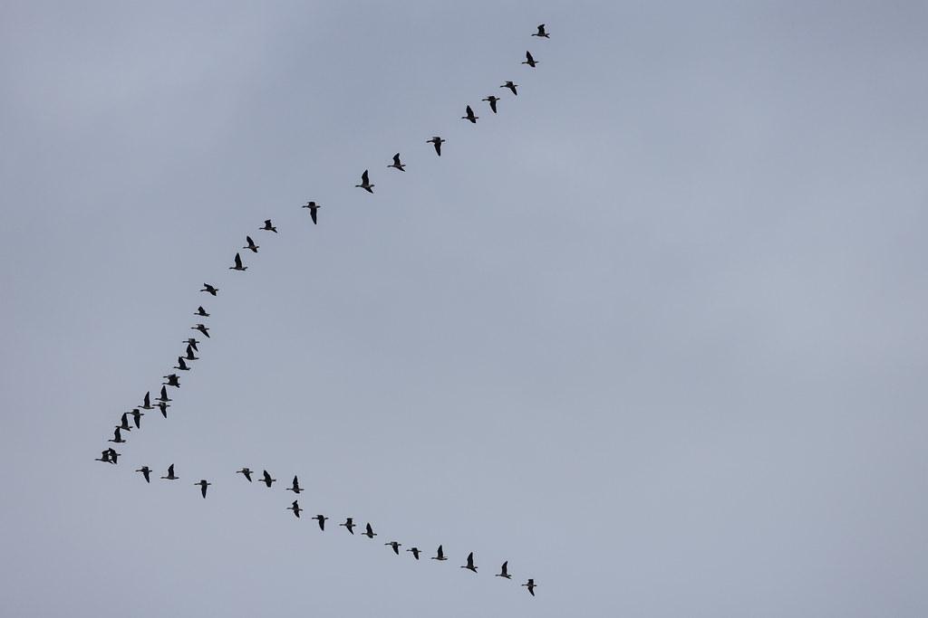Hamburg Airport: Vogelscharm am Hamburger Flughafen