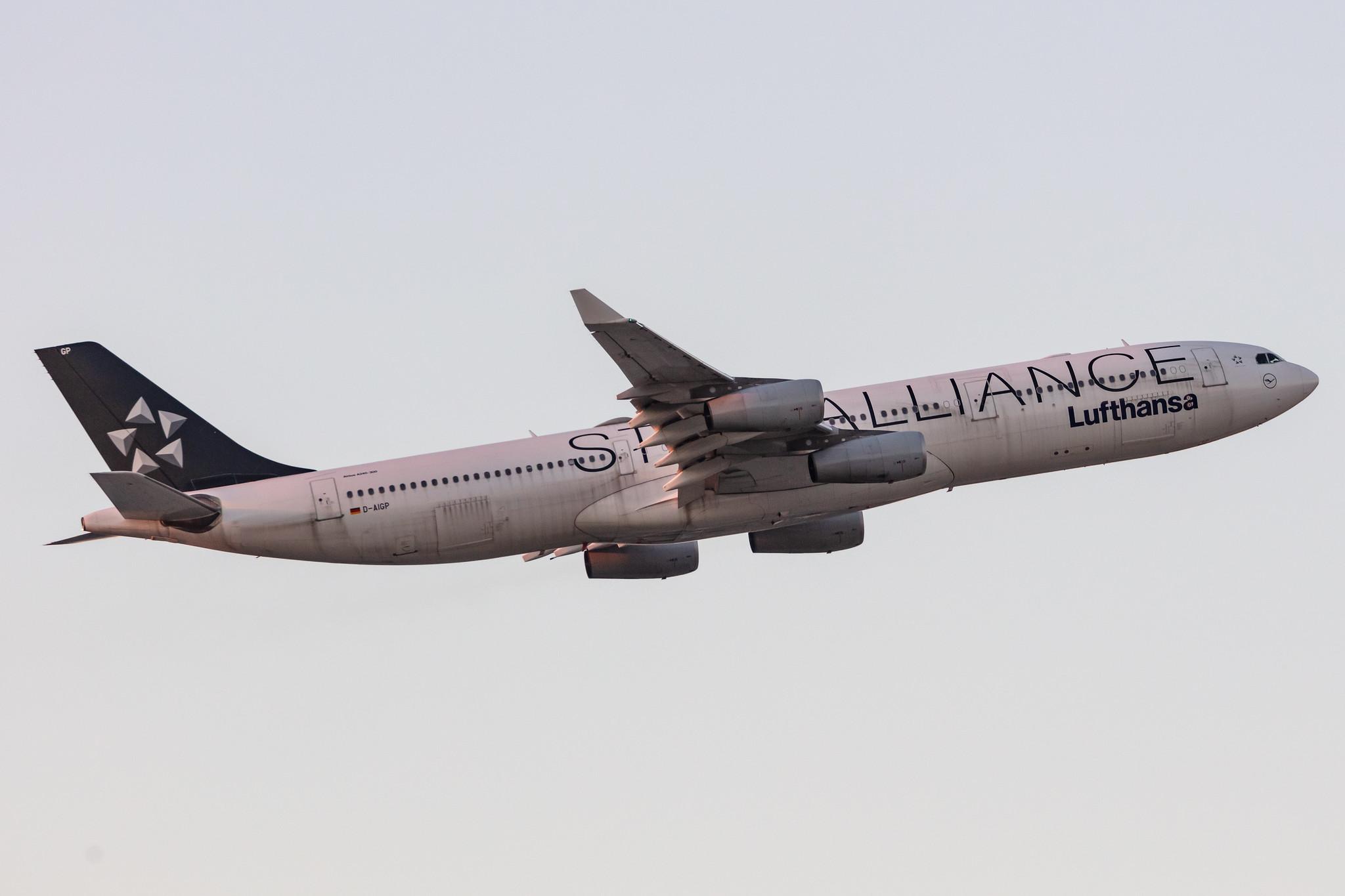 Frankfurt Airport: Lufthansa (LH / DLH) |  Livery: Star Alliance Livery |  Airbus A340-313 A343 | D-AIGP | MSN 0252