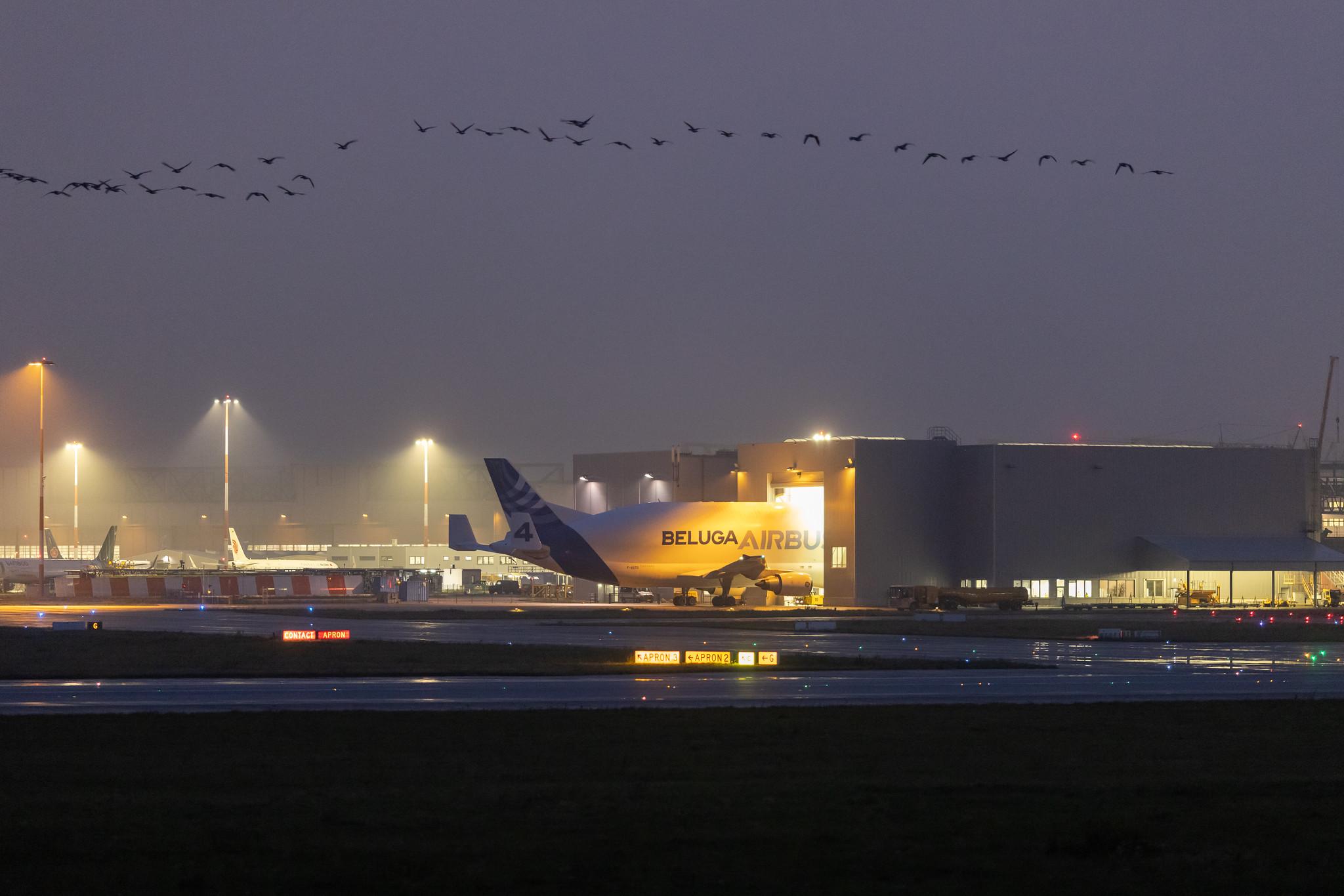 Hamburg Finkenwerder: Airbus Transport International (4Y / BGA) |  Airbus A300-608ST Beluga A3ST | F-GSTD | MSN 776