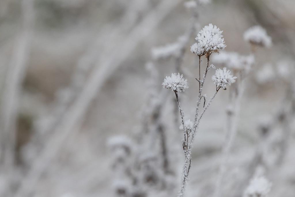 Hamburg Finkenwerder: Schnee / Frost an der Vegetation