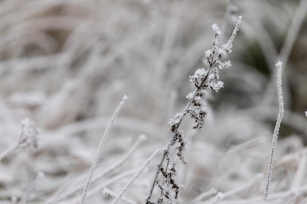 Hamburg Finkenwerder: Schnee / Frost an der Vegetation