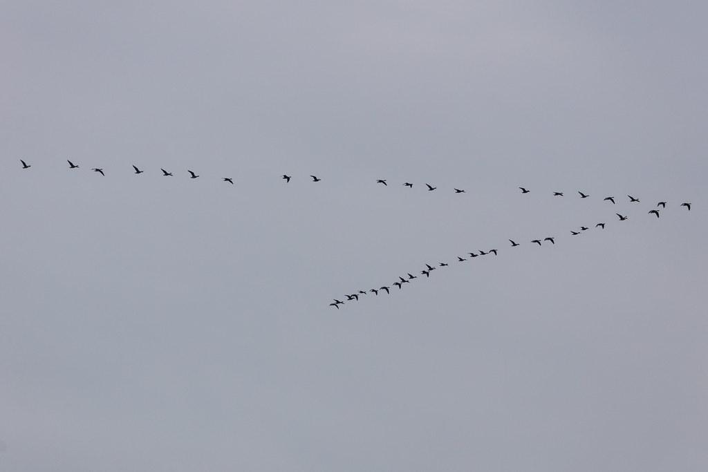 Hamburg Airport: Vogelschwarm