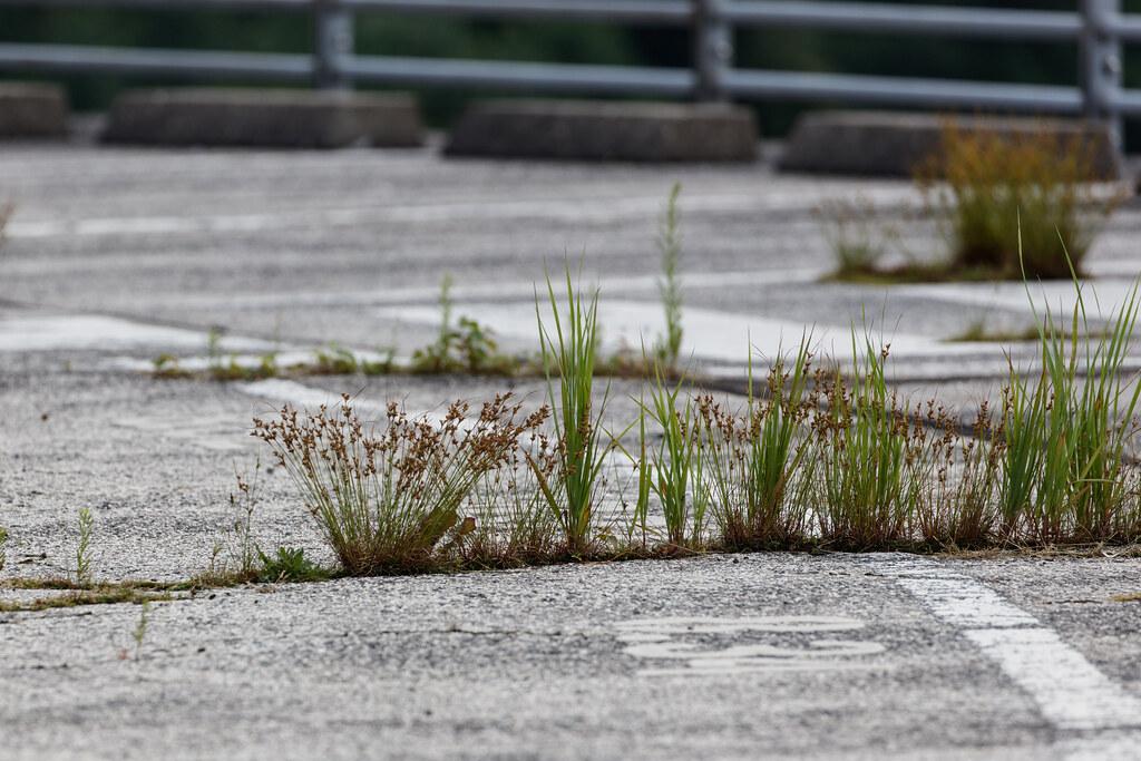Hamburg Airport: Vegetation am Parkhaus P5 am Hamburg Airport