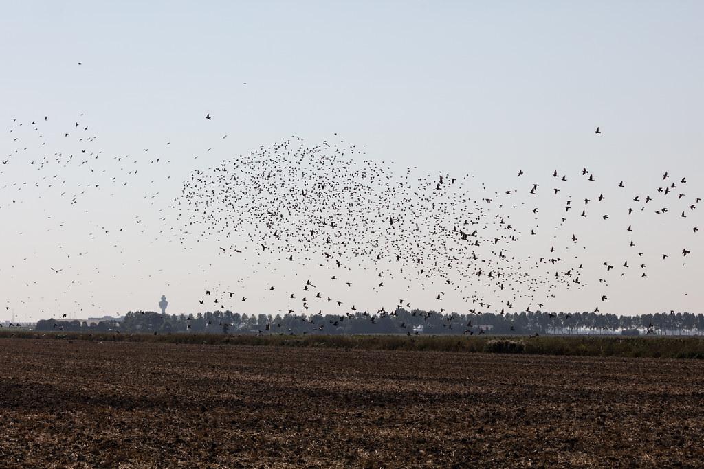 Amsterdam Schiphol: Vogelschwarm über einem Feld
