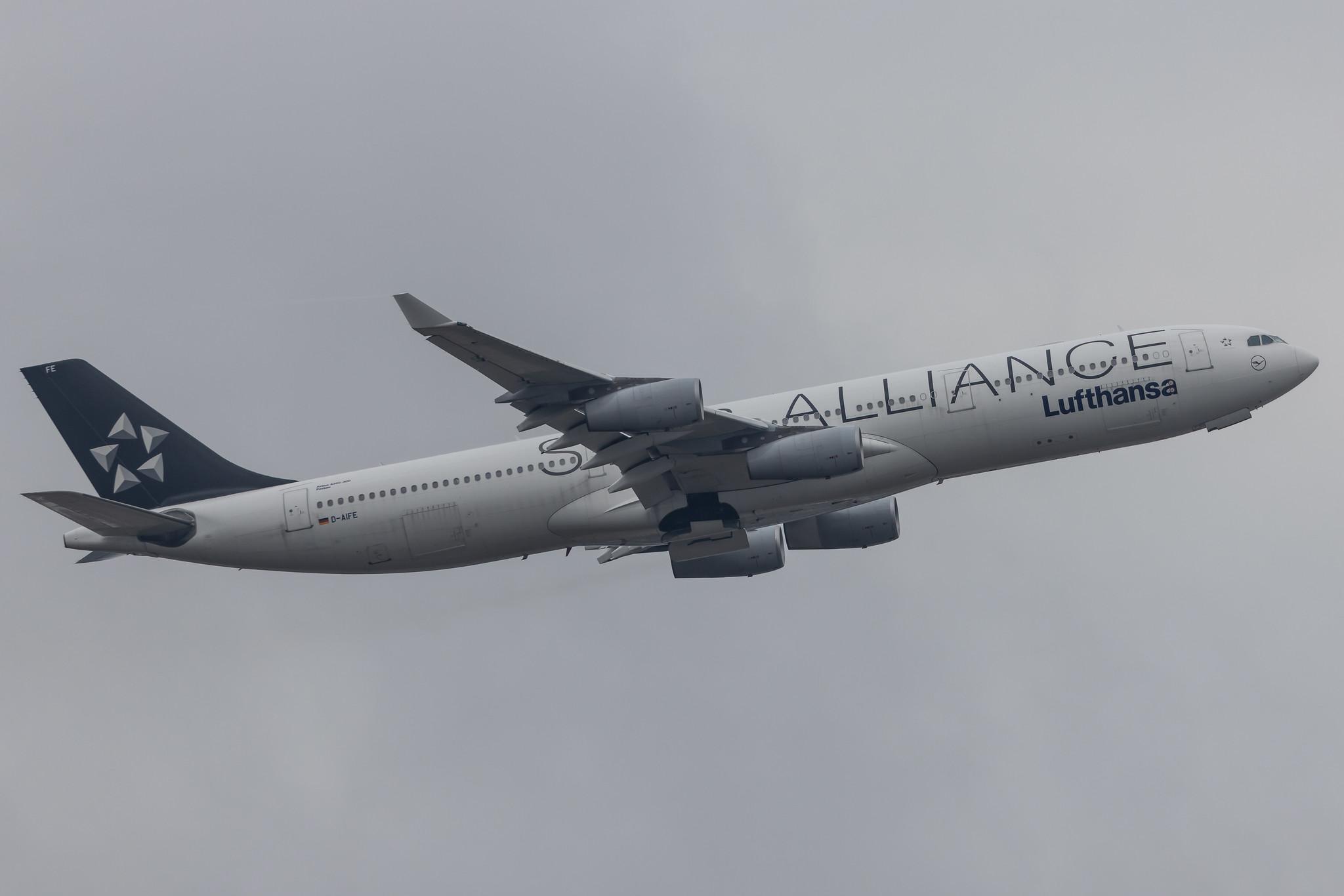 Frankfurt Airport: Lufthansa (LH / DLH) |  Livery: Star Alliance Livery |  Airbus A340-313 A343 | D-AIFE | MSN 0434