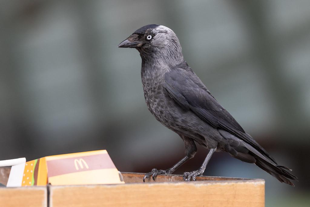 Hamburg Airport: Vogel am McDonalds Müll