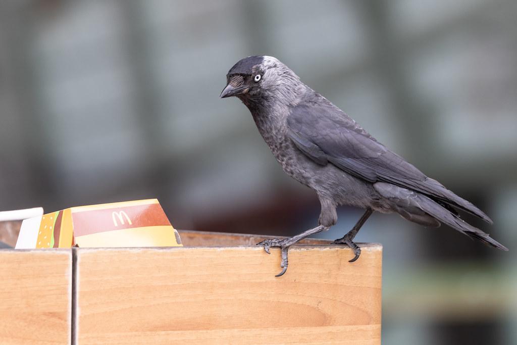 Hamburg Airport: Vogel am McDonalds Müll