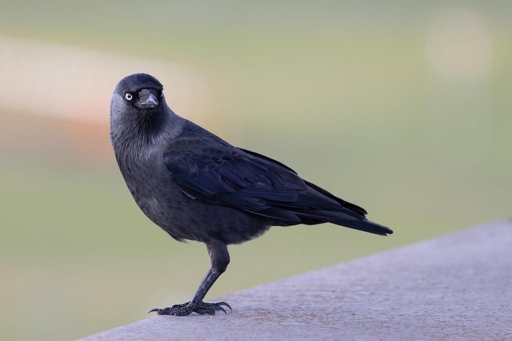 Hamburg Airport: Vogel