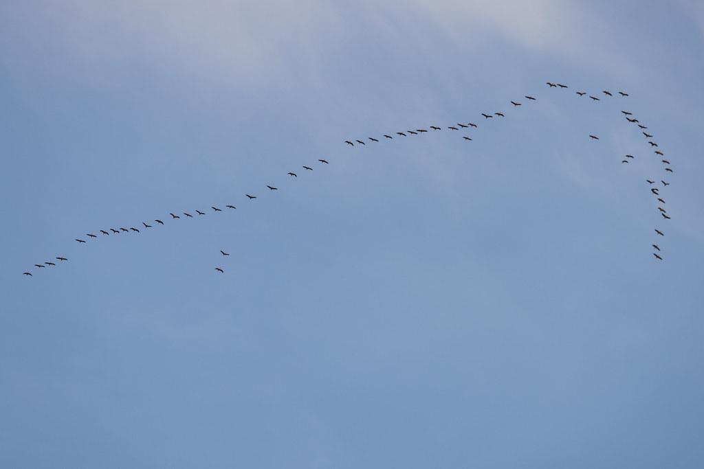 Hamburg Airport: Vogelschwarm