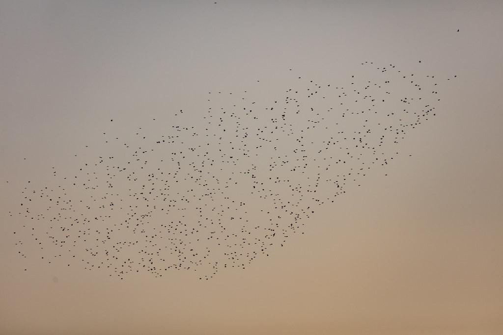 Amsterdam Schiphol: Vogelschwarm