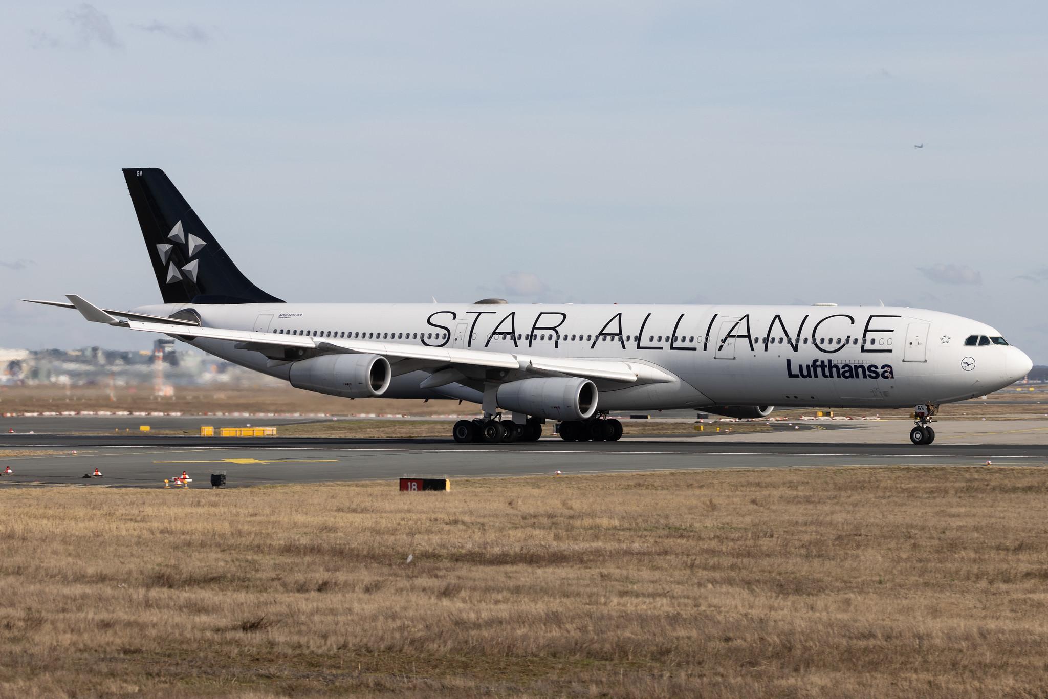 Frankfurt Airport: Lufthansa (LH / DLH) | Livery: Star Alliance Livery | Airbus A340-313 A343 | D-AIGV | MSN 0325