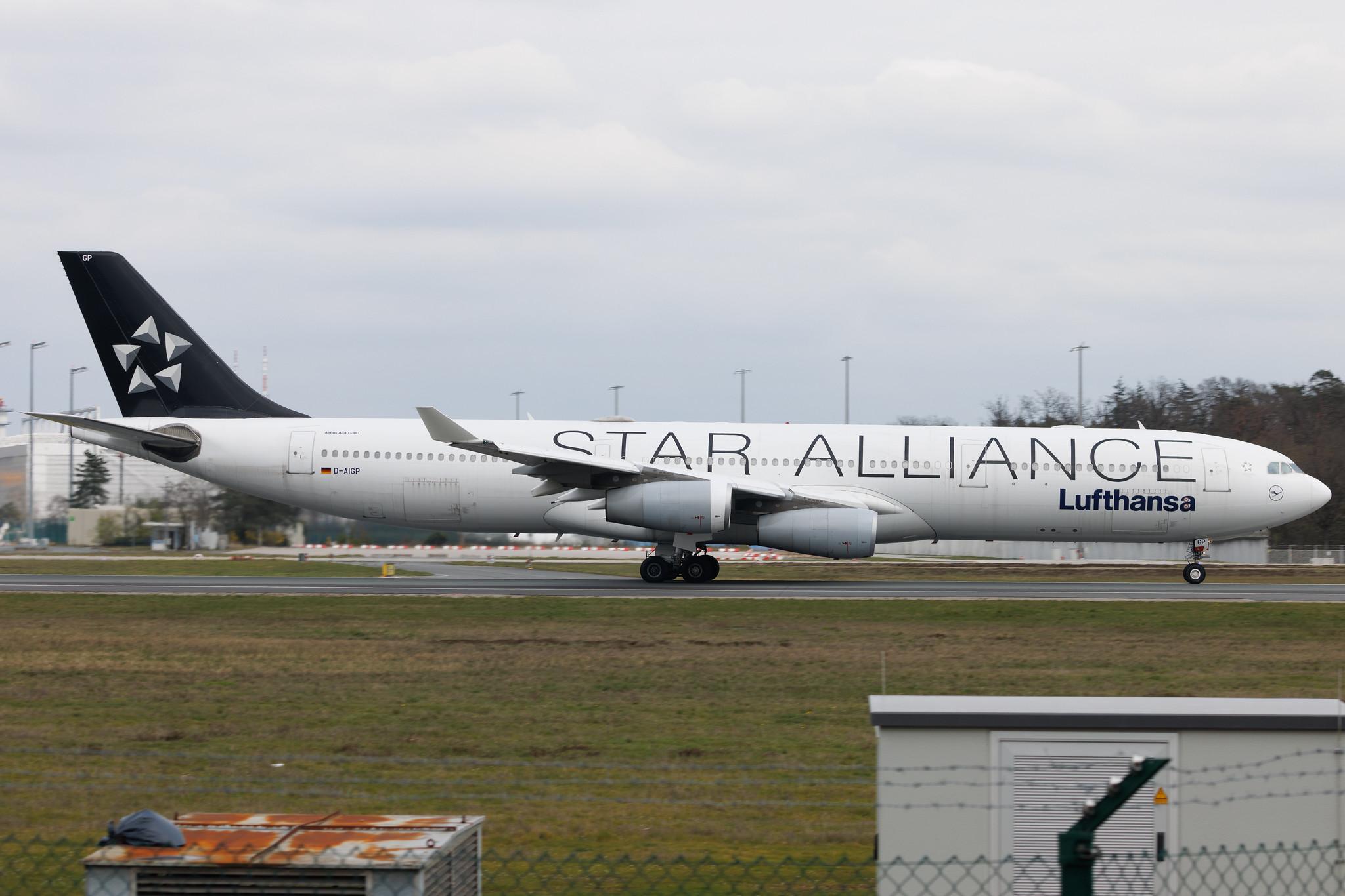 Frankfurt Airport: Lufthansa (LH / DLH) | Livery: Star Alliance Livery | Airbus A340-313 A343 | D-AIGP | MSN 0252