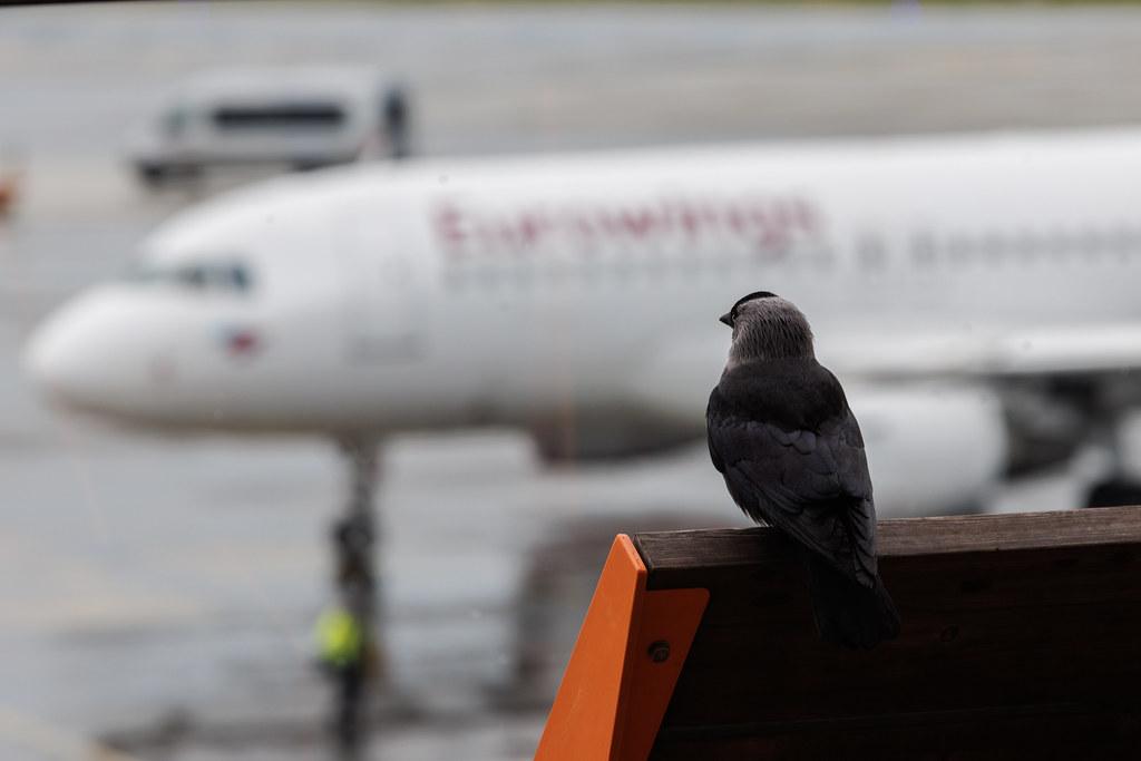 Hamburg Airport: Vogel schaut Flugzeuge an