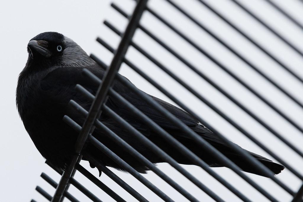 Hamburg Airport: Vogel