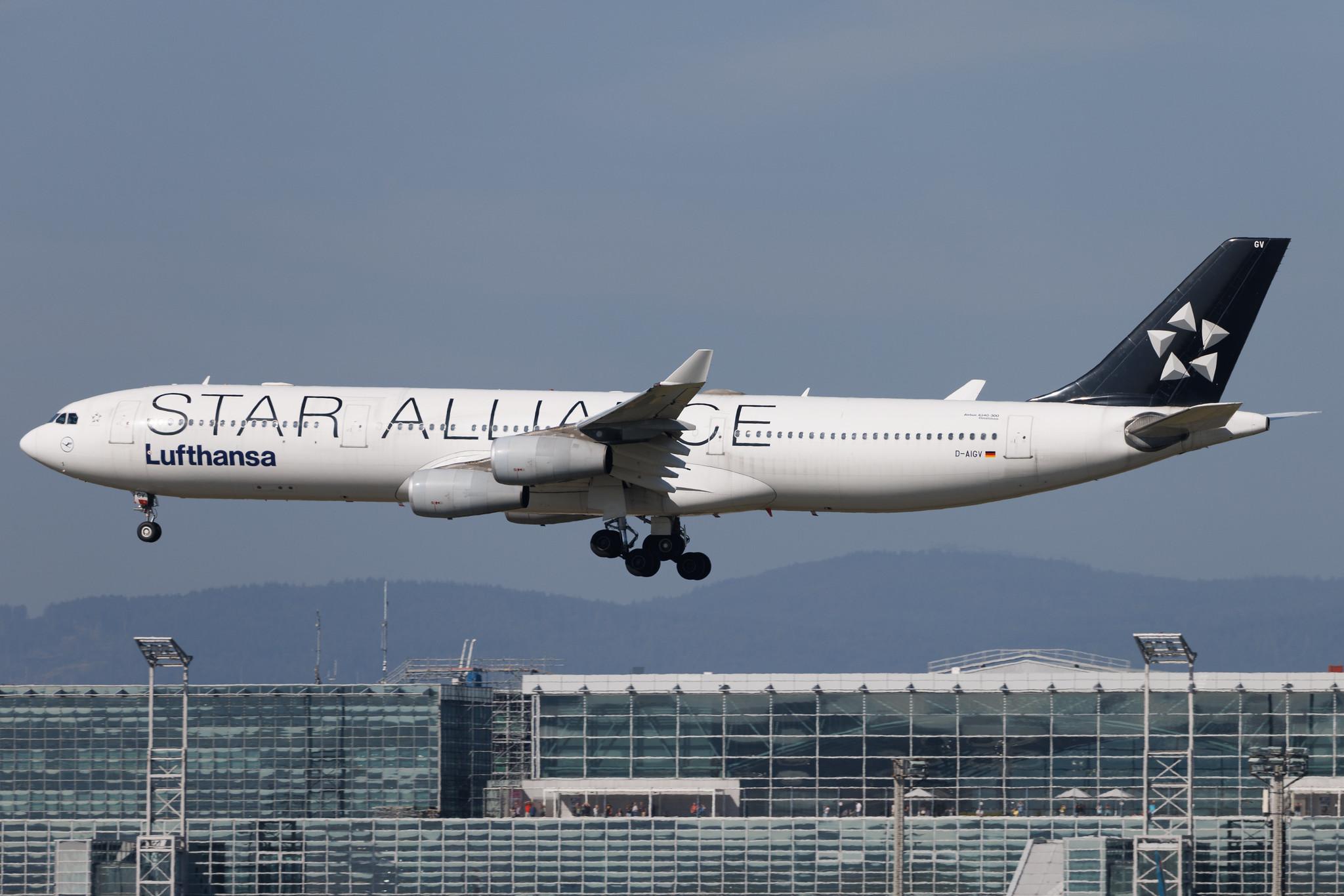 Frankfurt Airport: Lufthansa (LH / DLH) | Livery: Star Alliance Livery | Airbus A340-313 A343 | D-AIGV | MSN 0325