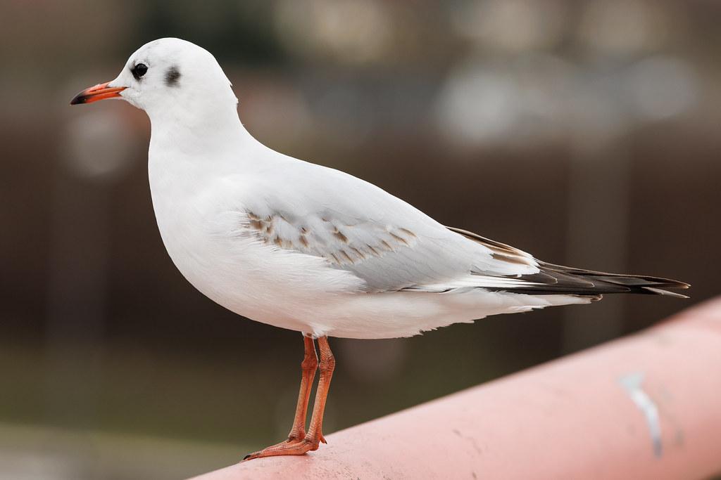 Hamburg Airport: Möwe