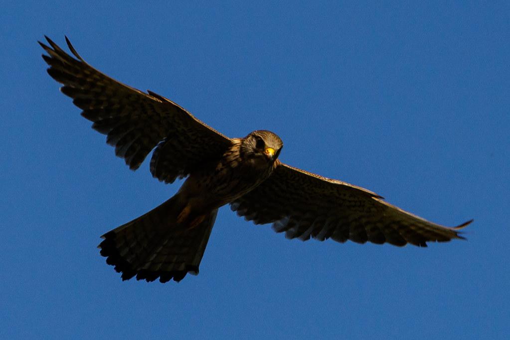 ANTIDOTUM Airshow Leszno: Vogel