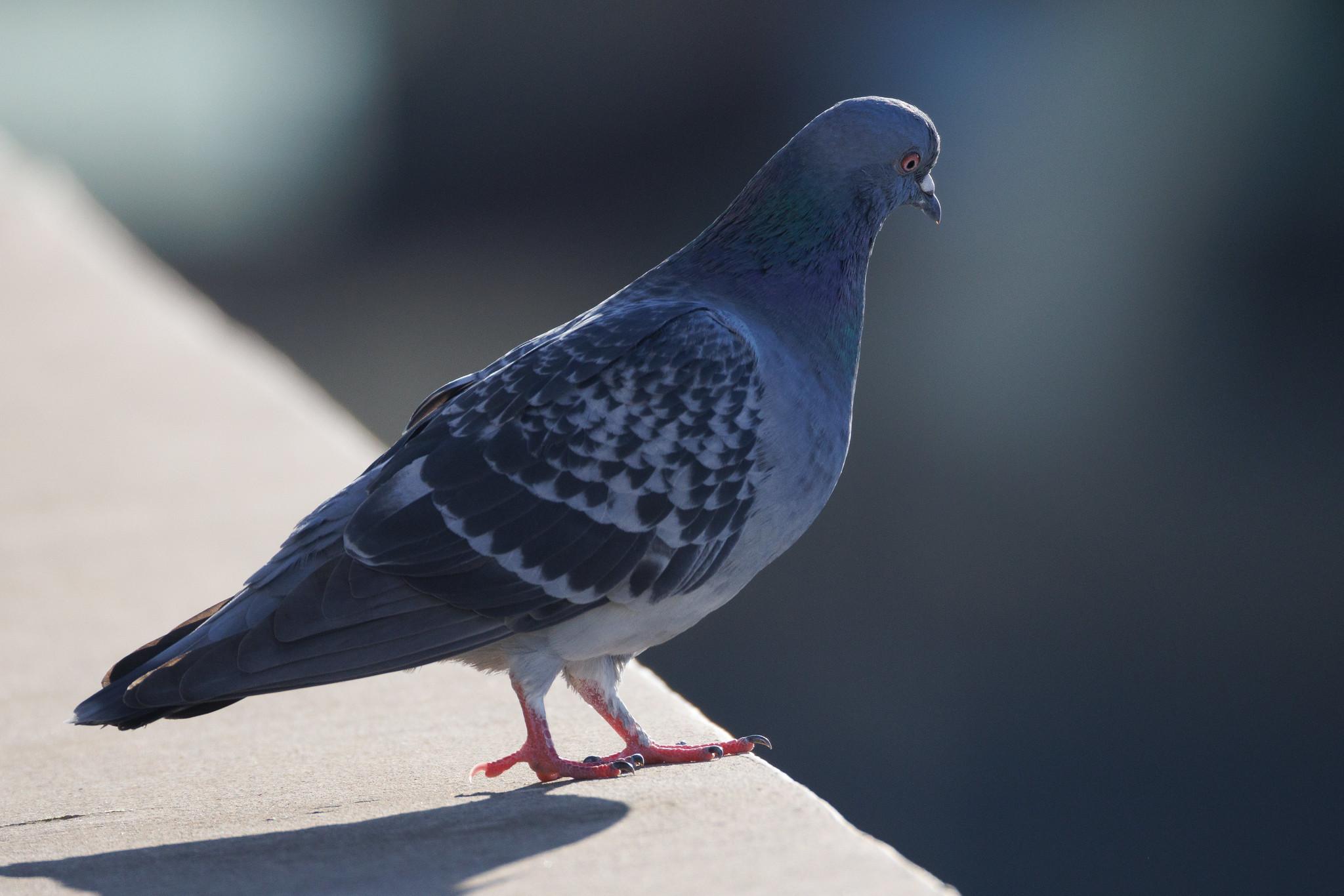 Köln Bonn Airport: Taube